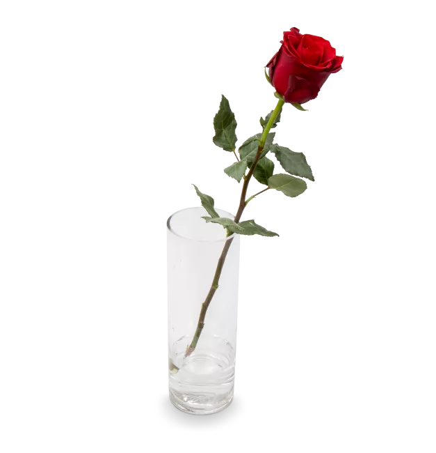 Bouquet of pink and red roses